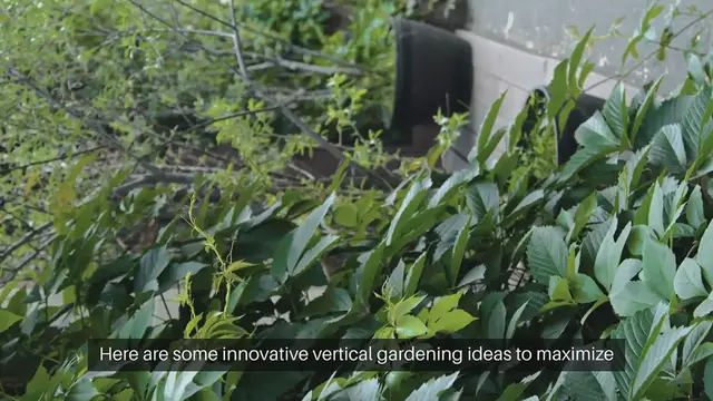 Video thumbnail for Vertical Gardening Ideas