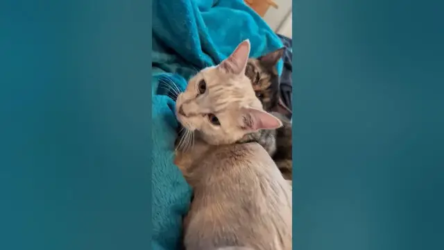 Video thumbnail for 🐈🐈‍⬛Kittens: You Are Being Groomed. Please Do Not Resist | Soot & Shine