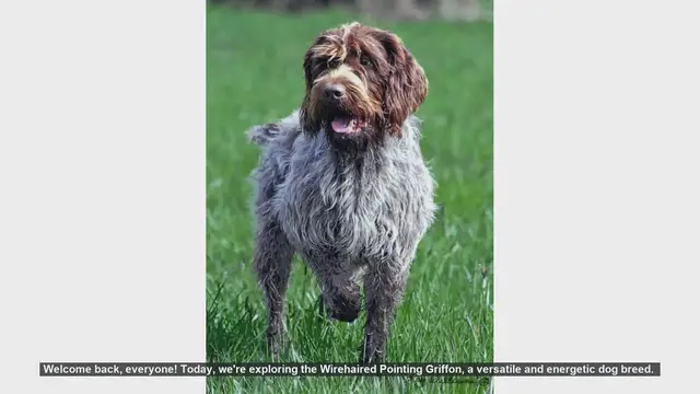 Video thumbnail for Wirehaired Pointing Griffon: Pros and Cons of This Energetic Breed