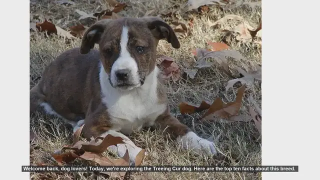 Video thumbnail for Top 10 Facts About the Treeing Cur Dog