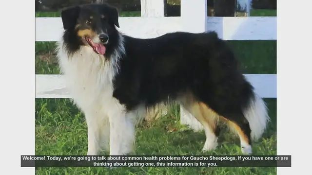 Video thumbnail for Common Health Problems in Gaucho Sheepdogs: What You Need to Know