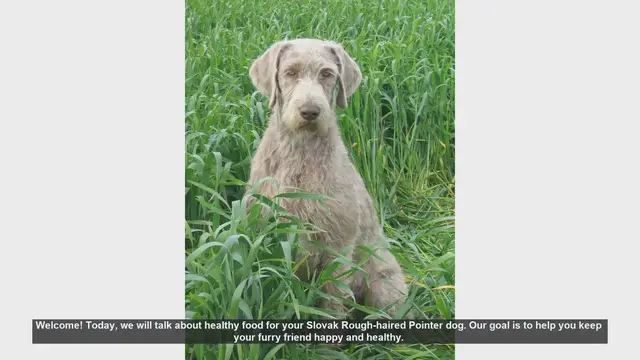 Video thumbnail for Healthy Diet Tips for Your Slovak Rough-haired Pointer