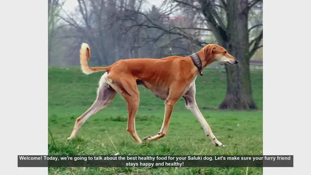 Video thumbnail for Best Healthy Foods for Your Saluki Dog