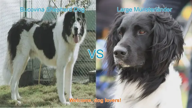 Video thumbnail for Bucovina Shepherd Dog vs. Large Münsterländer: A Comprehensive Breed Comparison