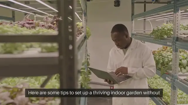 Video thumbnail for Creating a Budget-Friendly Indoor Garden
