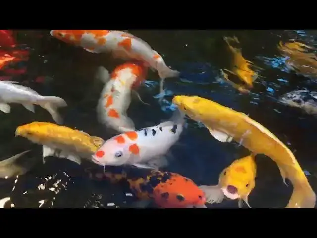Video thumbnail for Koi Pond Maintenance: Effective Fish Waste Removal Methods