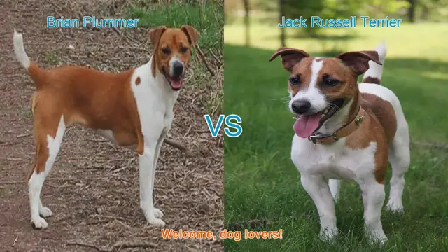 Video thumbnail for Comparing Brian Plummer Terrier vs. Jack Russell Terrier: A Comprehensive Guide