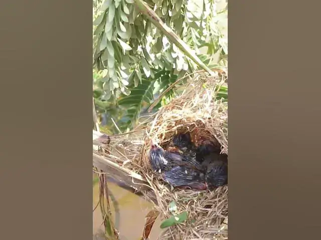 Video thumbnail for wild small baby birds (EP-42)  #birds #nature #birdfeeding #birdwatching