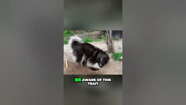 'Video thumbnail for Unleashing the Inner Digger: Taming Malamute Instincts for a Happier Pet'