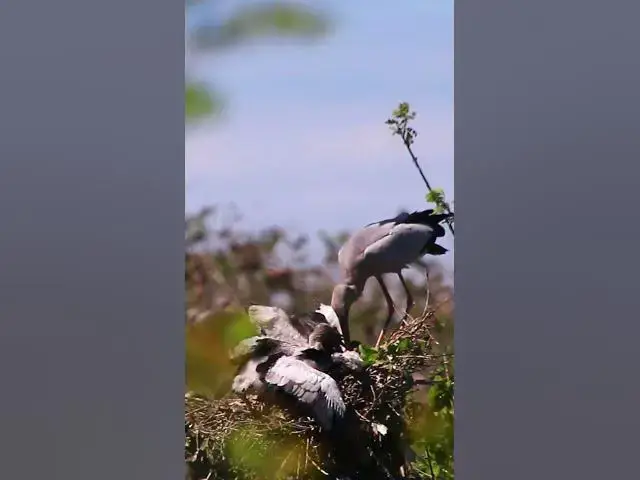 Video thumbnail for OH WOW GREAT LIFE Bird Area 002 #birds #nature #wildlife