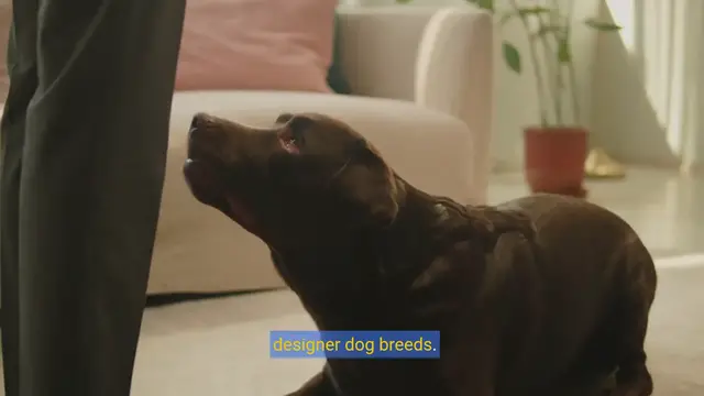 Video thumbnail for Designer Dog Breeds Unleashed: Origins, Care, and Characteristics