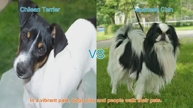 Video thumbnail for Comparing Chilean Terrier and Japanese Chin: A Comprehensive Guide