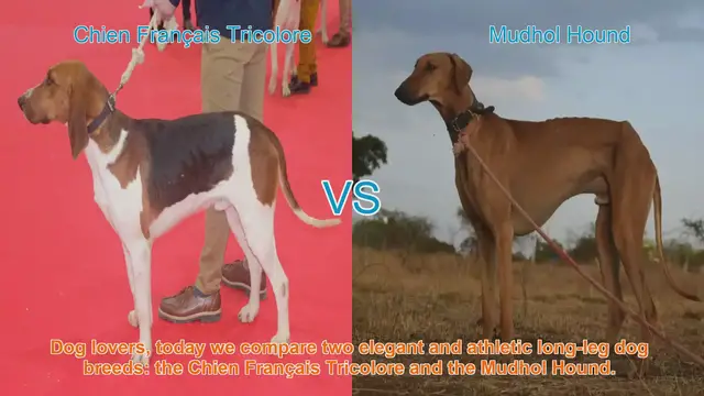 Video thumbnail for Chien Français Tricolore vs. Mudhol Hound: A Breed Comparison