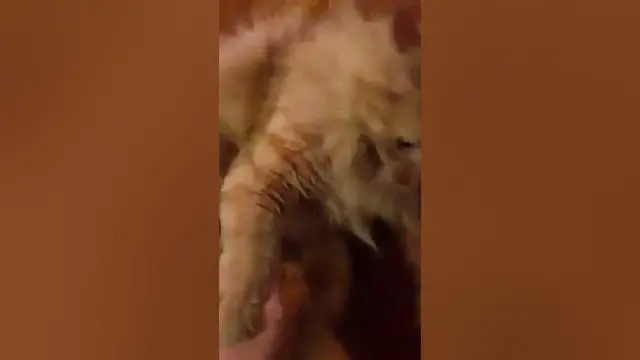 Video thumbnail for Fierce Parker iPad 2 camera test | Parker The Cat