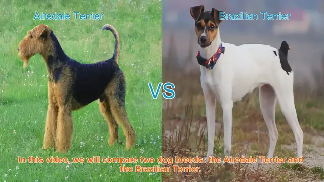 Video thumbnail for Airedale Terrier vs. Brazilian Terrier: A Breed Comparison