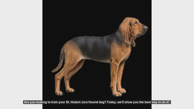 Video thumbnail for Effective Training Tips for Your St. Hubert Jura Hound