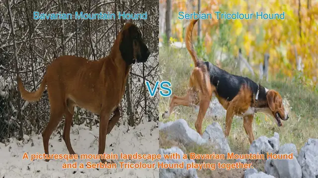 Video thumbnail for Bavarian Mountain Hound vs. Serbian Tricolour Hound: A Breed Comparison