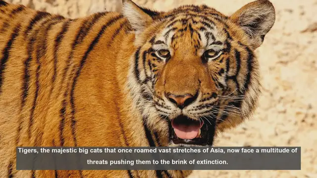 Video thumbnail for 10 Environmental Threats Endangering Tigers