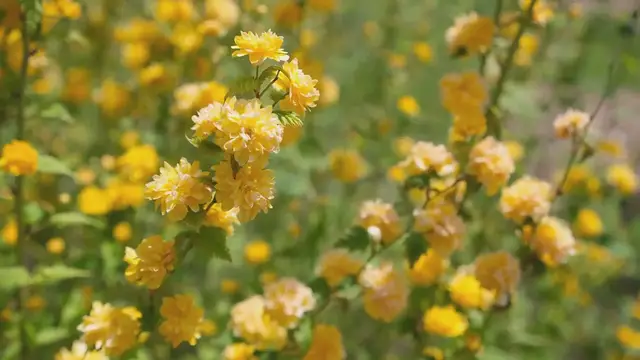 Video thumbnail for Best Botanical Gardens For Plant Lovers