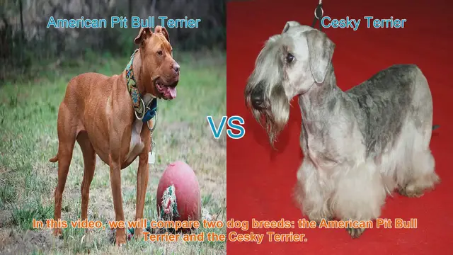 Video thumbnail for American Pit Bull Terrier vs. Cesky Terrier: A Comprehensive Comparison