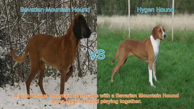 Video thumbnail for Bavarian Mountain Hound vs. Hygen Hound: A Comparative Guide