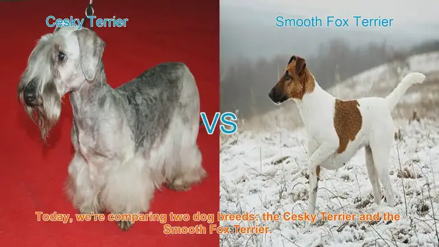 Video thumbnail for Cesky Terrier vs. Smooth Fox Terrier: A Comprehensive Comparison