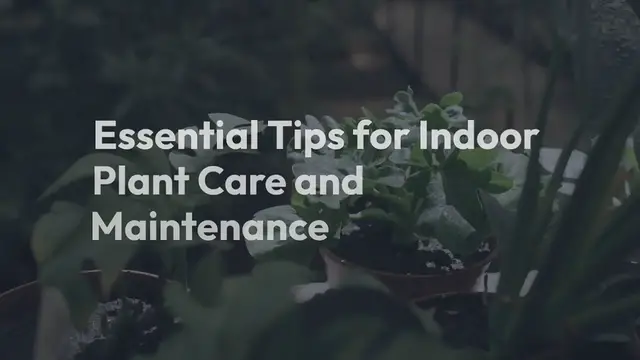 Video thumbnail for Indoor plant care and maintenance tips