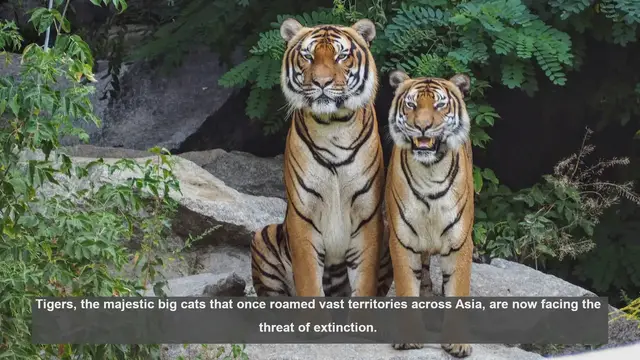 Video thumbnail for 10 Films and Shows Spotlighting Tiger Conservation