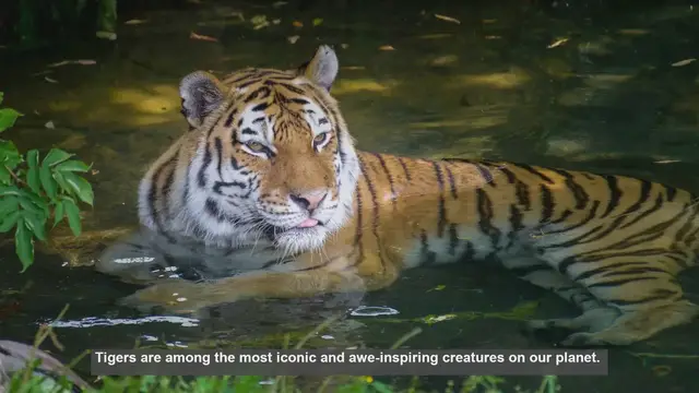 Video thumbnail for 10 Remarkable Adaptations of Tigers: Nature's Perfect Predators
