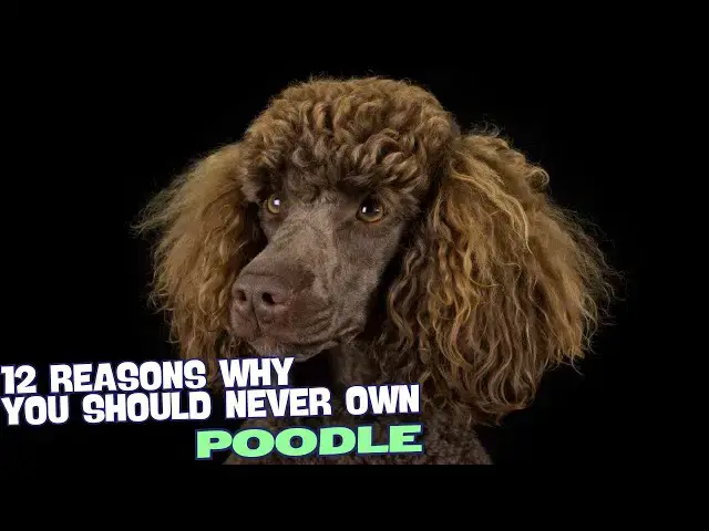 Video thumbnail for 12 Reasons Why You Should Never Own a Poodle ?