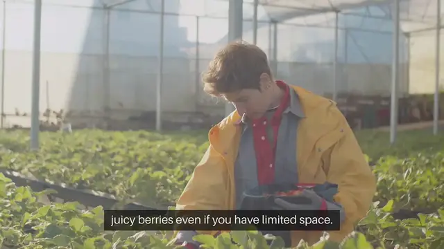 Video thumbnail for Tips for Growing Strawberries in Pots