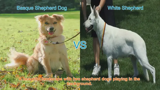 Video thumbnail for Basque Shepherd Dog vs. White Shepherd: A Comparison of Remarkable Breeds