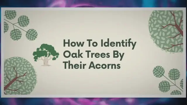 Video thumbnail for Master Oak Tree Identification in 2 Minutes: Acorn Tricks Revealed!