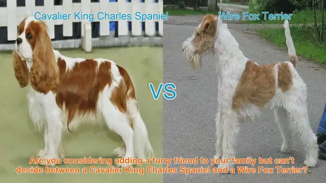 Video thumbnail for Cavalier King Charles Spaniel vs. Wire Fox Terrier: A Detailed Comparison
