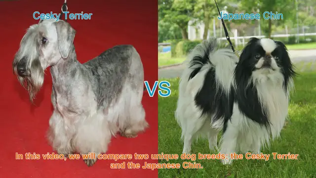 Video thumbnail for Cesky Terrier vs. Japanese Chin: A Comprehensive Breed Comparison