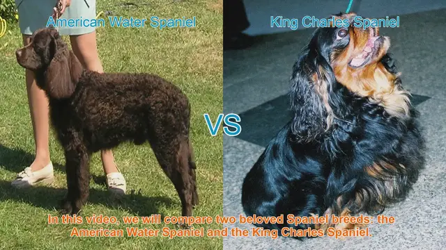 Video thumbnail for American Water Spaniel vs. King Charles Spaniel: A Breed Comparison