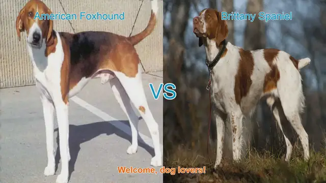 Video thumbnail for American Foxhound vs. Brittany Spaniel: A Comparison of Two Popular Dog Breeds