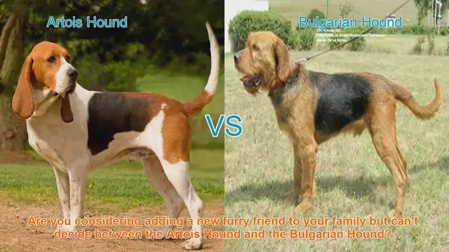 Video thumbnail for Artois Hound vs. Bulgarian Hound: Choosing the Right Breed for You