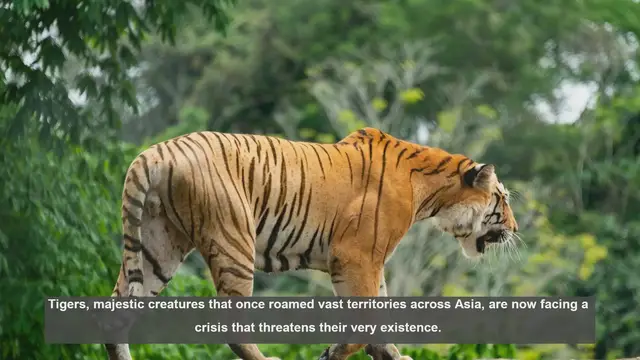 Video thumbnail for 10 Alarming Facts About Tiger Trade and Poaching