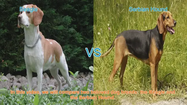 Video thumbnail for Beagle vs. Serbian Hound: A Comparison of Two Beloved Dog Breeds