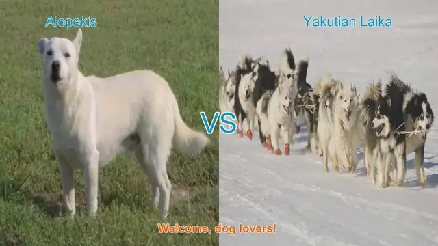 Video thumbnail for Alopekis vs. Yakutian Laika: A Unique Dog Breed Comparison