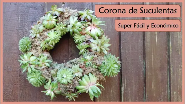 'Video thumbnail for Decorando con Suculentas ? Corona de Suculentas ?'