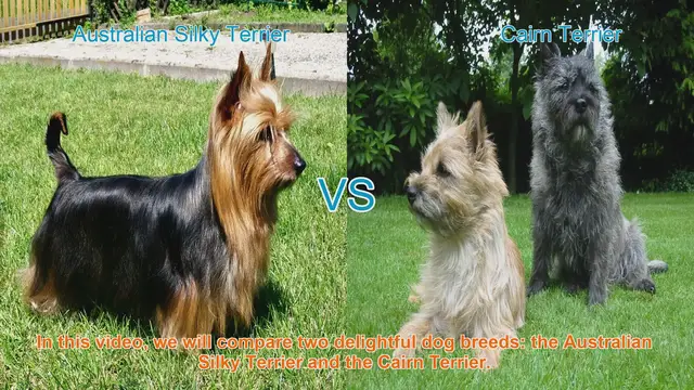 Video thumbnail for Comparing Australian Silky Terrier and Cairn Terrier: A Comprehensive Guide