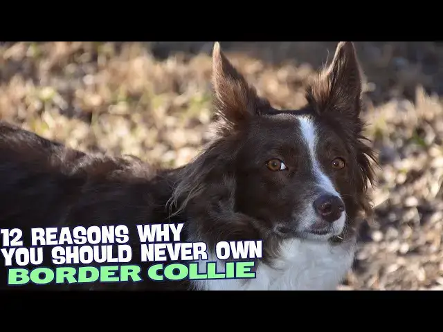 Video thumbnail for 12 Reasons Why You Should Never Own a Border Collie 🐕