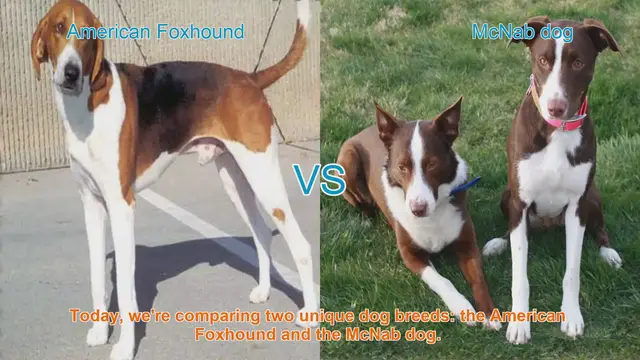 Video thumbnail for American Foxhound vs. McNab Dog: A Breed Comparison