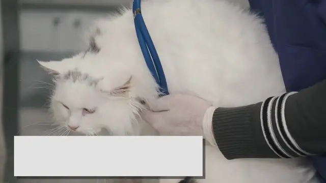 Video thumbnail for Typical Ragdoll Cat Weight: Maintaining A Healthy Range