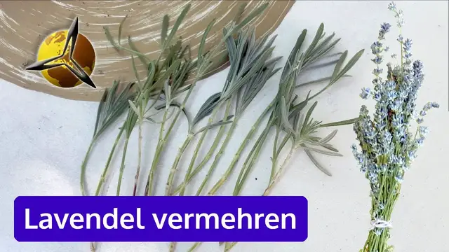 Video thumbnail for Lavendel erfolgreich mit Stecklingen vermehren