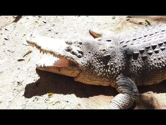 Video thumbnail for Melayan Khaled Melawat Buaya, Rusa, Arnab, Burung Emu, Ular di Taman Buaya & Rekreasi Melaka 2020
