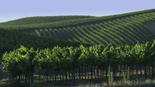 Video thumbnail for Vines & Time: A Journey Through the History of Winemaking