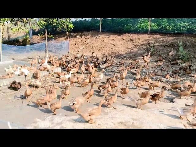 Video thumbnail for দেখতে দেখতে আড়াইমাস চলে গেলো 🥰আলহামদুলিল্লাহ কোনো রোগ বালাই নাই
